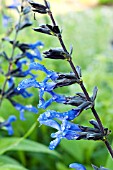 SALVIA GUARANITICA BLACK AND BLUE