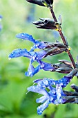 SALVIA GUARANITICA BLACK AND BLUE