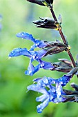 SALVIA GUARANITICA BLACK AND BLUE