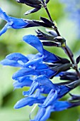 SALVIA GUARANITICA BLACK AND BLUE