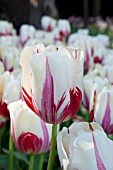 TULIPA WORLD EXPRESSION