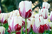 TULIPA WORLD EXPRESSION