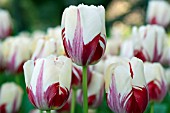 TULIPA WORLD EXPRESSION