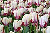 TULIPA WORLD EXPRESSION