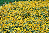 ZINNIA ANGUSTIFOLIA STAR GOLD