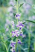 ANGELONIA ANGELMIST PURPLE STRIPE