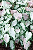 CALADIUM CINDERELLA