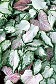 CALADIUM CINDERELLA