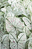 CALADIUM CRANBERRY STAR