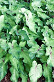 CALADIUM HIGHLIGHTER