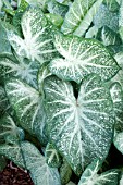 CALADIUM JUNE BRIDE