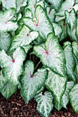 CALADIUM MOUNT EVEREST