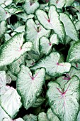 CALADIUM MOUNT EVEREST