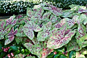 CALADIUM RASPBERRY MOON