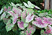 CALADIUM RASPBERRY MOON