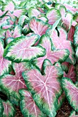 CALADIUM ROSEGLOW