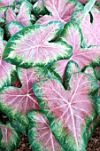 CALADIUM ROSEGLOW