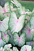 CALADIUM SUMMER PINK