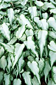 CALADIUM WHITE PEARL