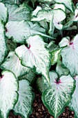 CALADIUM WHITE STAR