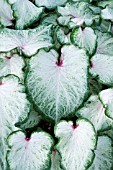 CALADIUM WHITE STAR