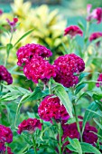 CELOSIA CHIEF CARMINE