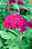 CELOSIA CHIEF CARMINE