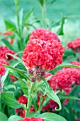 CELOSIA CHIEF PERSIMMON