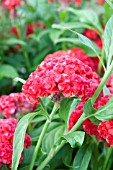 CELOSIA CHIEF PERSIMMON