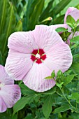 HIBISCUS MOSCHEUTOS PINK ELEPHANT