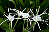 HYMENOCALLIS TROPICAL GIANT