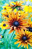 RUDBECKIA HIRTA CHEROKEE SUNSET