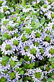 SCAEVOLA SURDIVA LIGHT BLUE