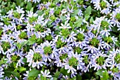 SCAEVOLA SURDIVA LIGHT BLUE