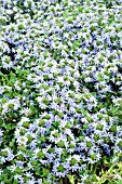 SCAEVOLA SURDIVA LIGHT BLUE