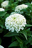 ZINNIA ELEGANS MAGELLAN IVORY
