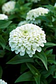 ZINNIA ELEGANS MAGELLAN IVORY