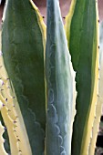 AGAVE AMERICANA MARGINATA