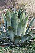 AGAVE AMERICANA