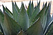 AGAVE PARRYI