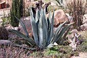 AGAVE SCABRA