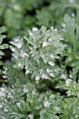 ARTEMISIA POWIS CASTLE WITH WATER DROPLETS