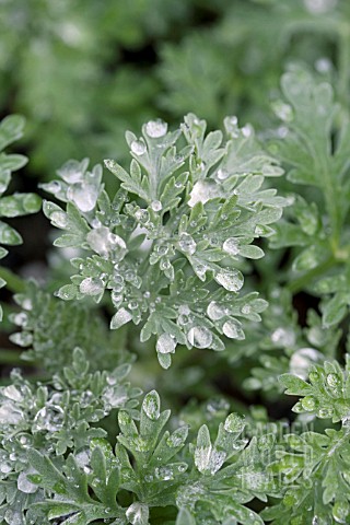 ARTEMISIA_POWIS_CASTLE_WITH_WATER_DROPLETS