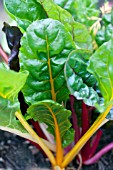 BETA VULGARIS BRIGHT LIGHTS SWISS CHARD