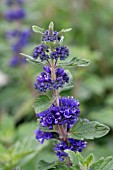 CARYOPTERIS INCANA