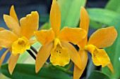 CATTLEYA GOLD DIGGER