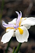 DIETES IRIDIOIDES