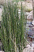 EQUISETUM HYEMALE