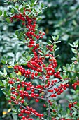 ILEX VOMITORIA BERRIES