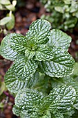 MENTHA SPICATA, SPEARMINT